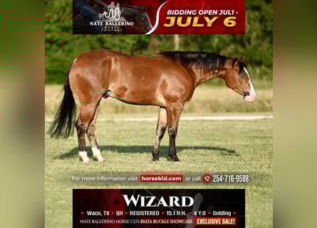 American Quarter Horse, Wallach, 4 Jahre, Rotbrauner