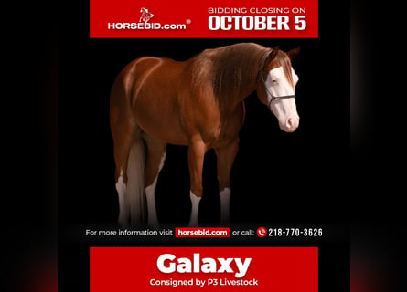American Quarter Horse, Wallach, 4 Jahre, Rotfuchs