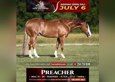 American Quarter Horse, Wallach, 4 Jahre, Rotfuchs