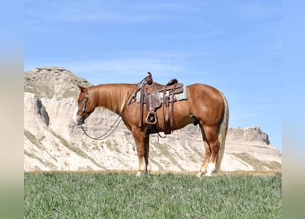 American Quarter Horse, Wallach, 4 Jahre, Rotfuchs