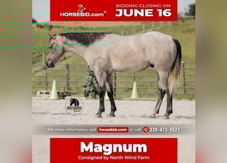 American Quarter Horse, Wallach, 4 Jahre, Schimmel