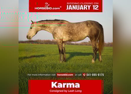 American Quarter Horse, Wallach, 4 Jahre, Schimmel