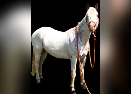 American Quarter Horse, Wallach, 5 Jahre, 132 cm, Dunkelfuchs