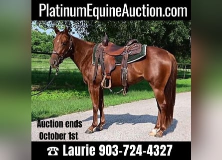 American Quarter Horse, Wallach, 5 Jahre, 140 cm, Dunkelfuchs