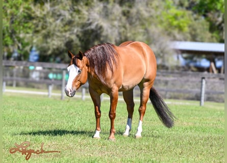 American Quarter Horse, Wallach, 5 Jahre, 140 cm, Falbe