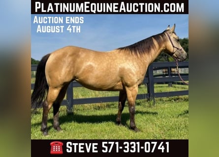 American Quarter Horse, Wallach, 5 Jahre, 142 cm, Buckskin