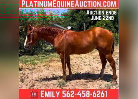 American Quarter Horse, Wallach, 5 Jahre, 142 cm, Dunkelfuchs