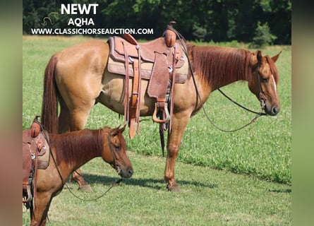 American Quarter Horse, Wallach, 5 Jahre, 142 cm, Roan-Bay