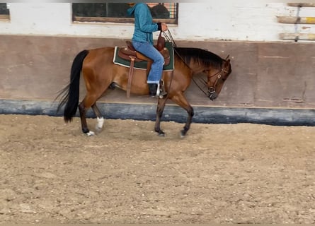 American Quarter Horse, Wallach, 5 Jahre, 145 cm, Brauner