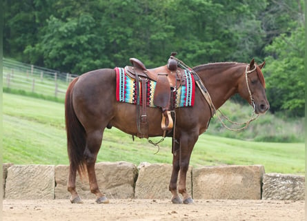 American Quarter Horse, Wallach, 5 Jahre, 145 cm, Dunkelfuchs
