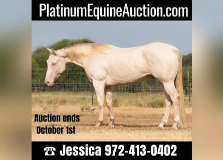 American Quarter Horse, Wallach, 5 Jahre, 147 cm, Perlino
