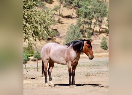 American Quarter Horse, Wallach, 5 Jahre, 147 cm, Roan-Bay