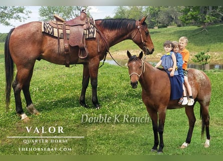 American Quarter Horse, Wallach, 5 Jahre, 147 cm, Roan-Bay