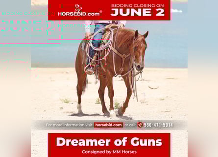 American Quarter Horse, Wallach, 5 Jahre, 147 cm, Rotfuchs