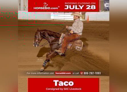 American Quarter Horse, Wallach, 5 Jahre, 147 cm, Rotfuchs