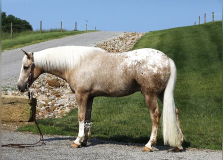 American Quarter Horse Mix, Wallach, 5 Jahre, 147 cm