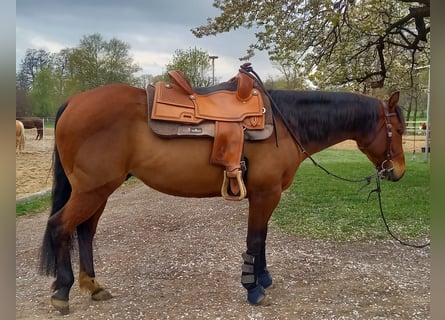 American Quarter Horse, Wallach, 5 Jahre, 150 cm, Brauner