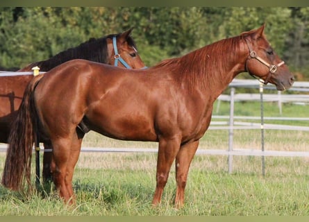 American Quarter Horse, Wallach, 5 Jahre, 150 cm, Fuchs