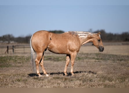 American Quarter Horse, Wallach, 5 Jahre, 150 cm, Palomino