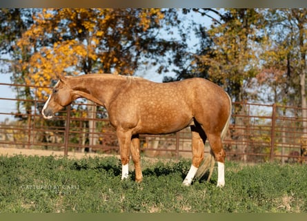 American Quarter Horse, Wallach, 5 Jahre, 150 cm, Palomino