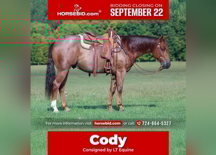 American Quarter Horse, Wallach, 5 Jahre, 150 cm, Roan-Red
