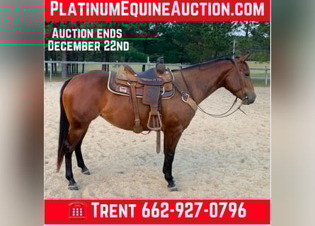 American Quarter Horse, Wallach, 5 Jahre, 150 cm, Rotbrauner