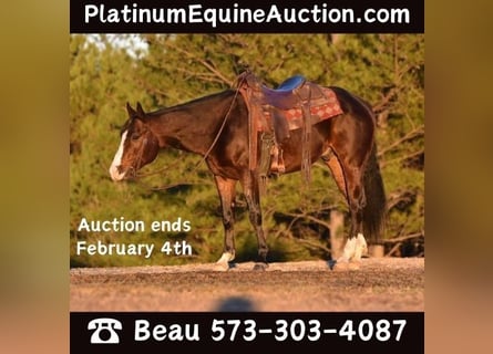 American Quarter Horse, Wallach, 5 Jahre, 150 cm, Rotbrauner