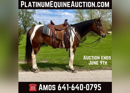 American Quarter Horse, Wallach, 5 Jahre, 150 cm, Rotbrauner