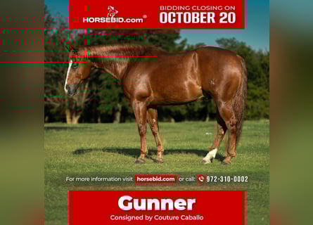 American Quarter Horse, Wallach, 5 Jahre, 150 cm, Rotfuchs