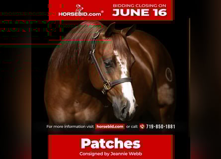 American Quarter Horse, Wallach, 5 Jahre, 150 cm, Rotfuchs
