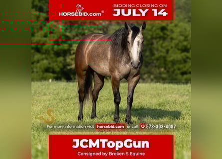 American Quarter Horse, Wallach, 5 Jahre, 150 cm, Schimmel