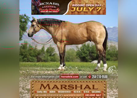 American Quarter Horse, Wallach, 5 Jahre, 152 cm, Buckskin