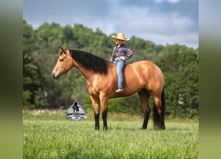 American Quarter Horse, Wallach, 5 Jahre, 152 cm, Buckskin