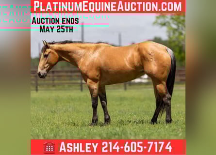 American Quarter Horse, Wallach, 5 Jahre, 152 cm, Buckskin
