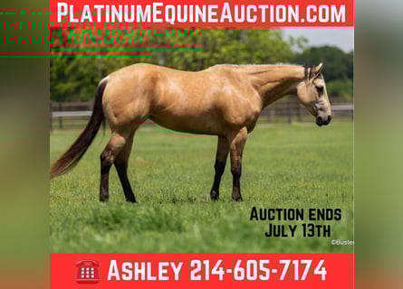 American Quarter Horse, Wallach, 5 Jahre, 152 cm, Buckskin