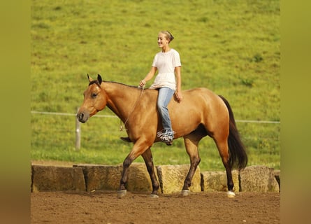 American Quarter Horse, Wallach, 5 Jahre, 152 cm, Buckskin
