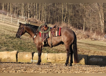 American Quarter Horse, Wallach, 5 Jahre, 152 cm, Grullo