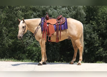 American Quarter Horse, Wallach, 5 Jahre, 152 cm, Palomino