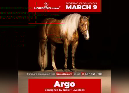 American Quarter Horse, Wallach, 5 Jahre, 152 cm, Palomino