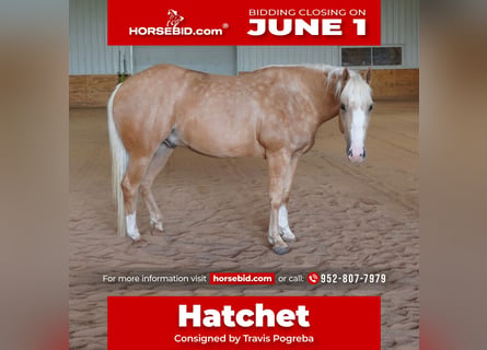 American Quarter Horse, Wallach, 5 Jahre, 152 cm, Palomino