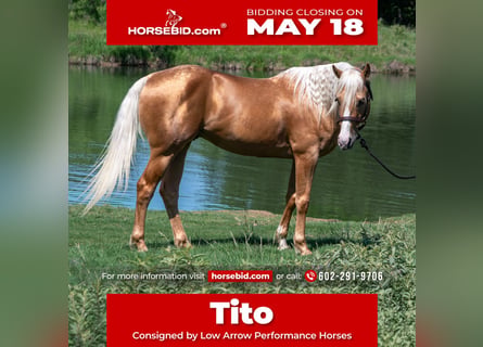 American Quarter Horse, Wallach, 5 Jahre, 152 cm, Palomino
