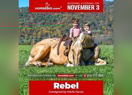 American Quarter Horse, Wallach, 5 Jahre, 152 cm, Palomino