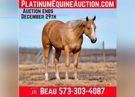 American Quarter Horse, Wallach, 5 Jahre, 152 cm, Palomino