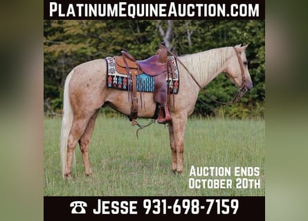 American Quarter Horse, Wallach, 5 Jahre, 152 cm, Palomino