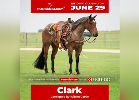 American Quarter Horse, Wallach, 5 Jahre, 152 cm, Roan-Bay