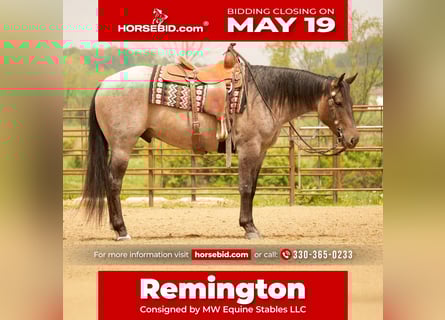 American Quarter Horse, Wallach, 5 Jahre, 152 cm, Roan-Bay