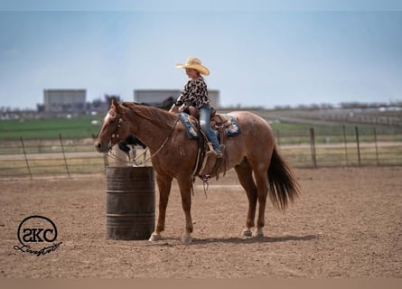 American Quarter Horse, Wallach, 5 Jahre, 152 cm, Roan-Red
