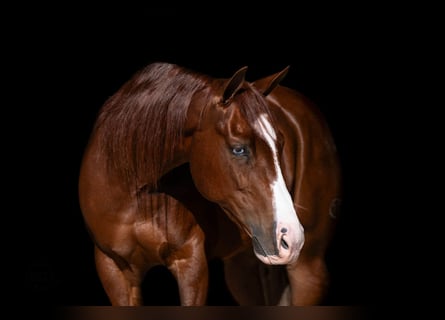 American Quarter Horse, Wallach, 5 Jahre, 152 cm, Rotfuchs
