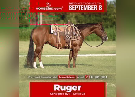 American Quarter Horse, Wallach, 5 Jahre, 152 cm, Rotfuchs