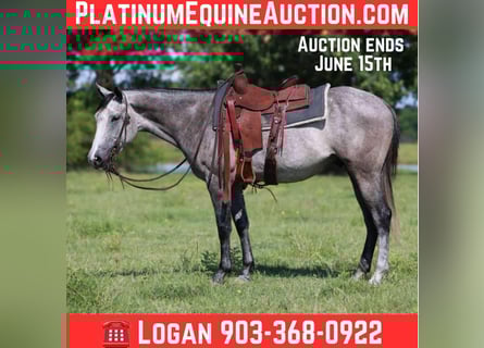 American Quarter Horse, Wallach, 5 Jahre, 152 cm, Schimmel